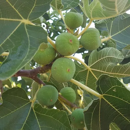 Iva Prázdninový dům